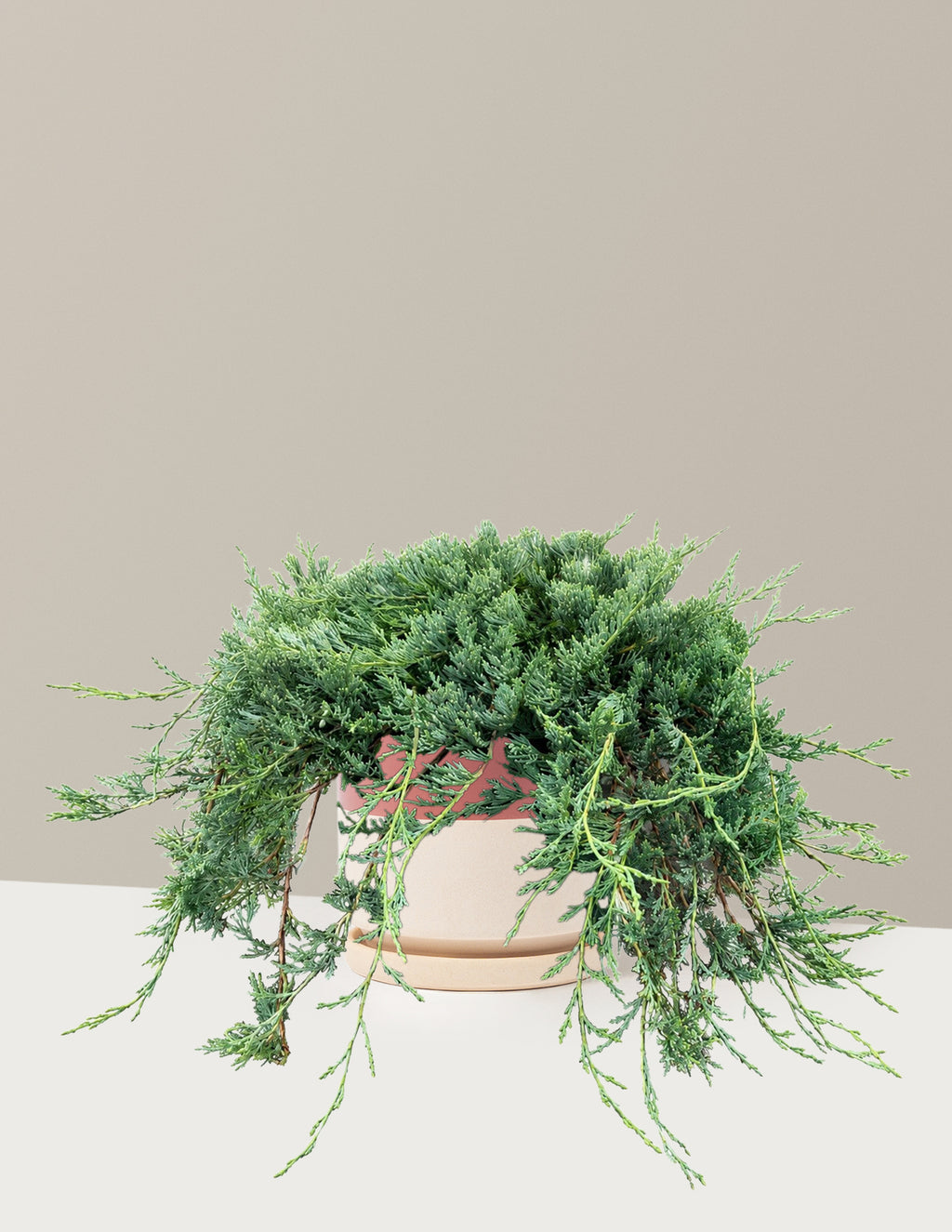 Bar Harbor Juniper