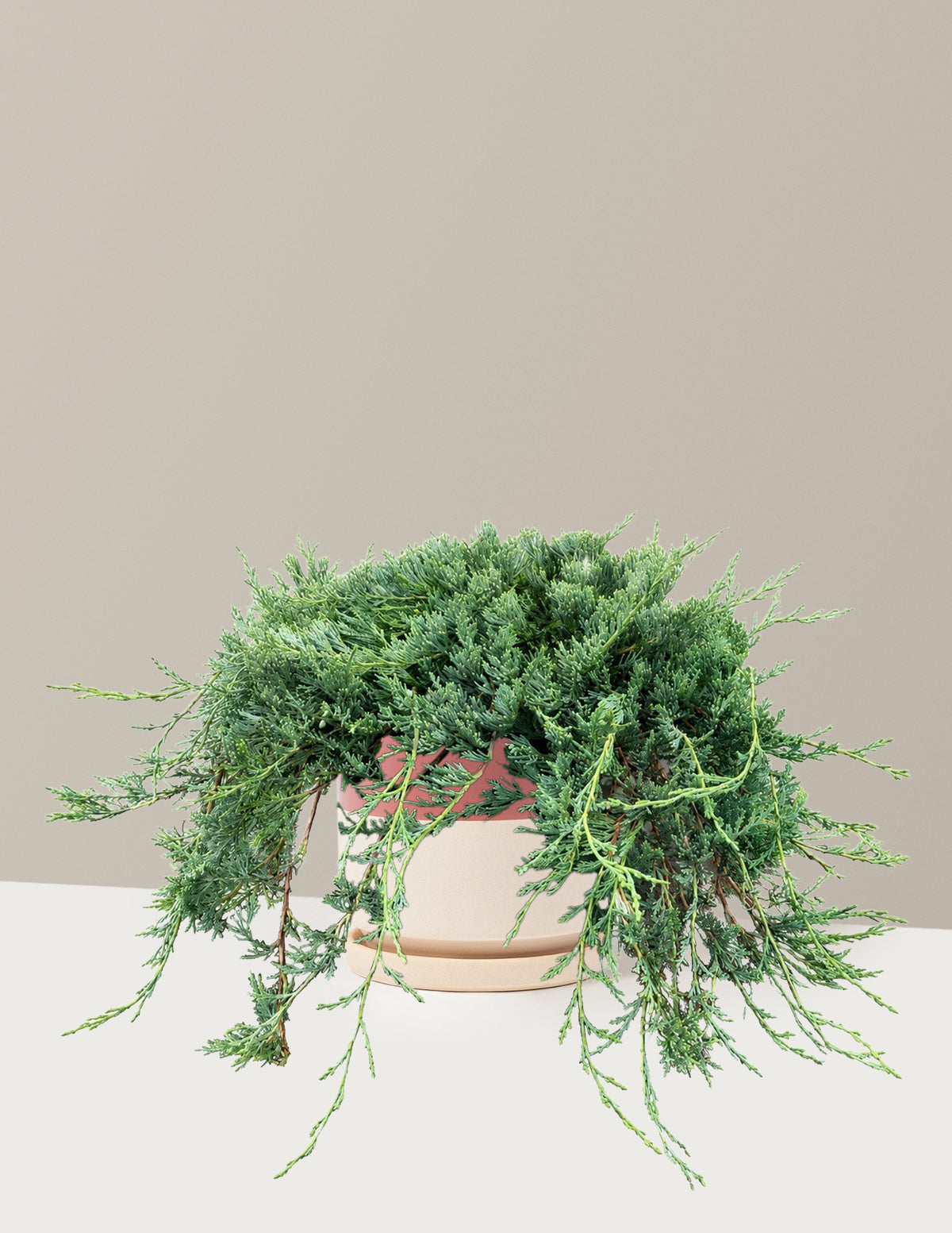 Bar Harbor Juniper