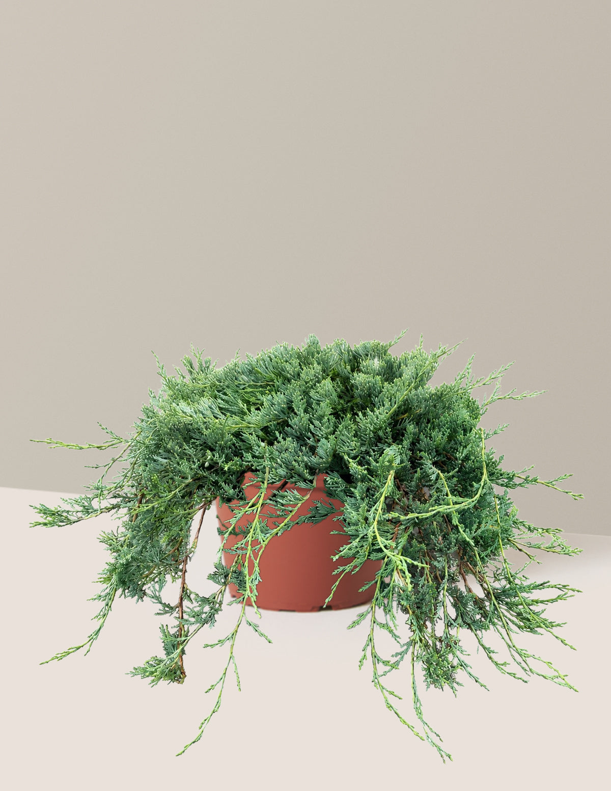 Bar Harbor Juniper