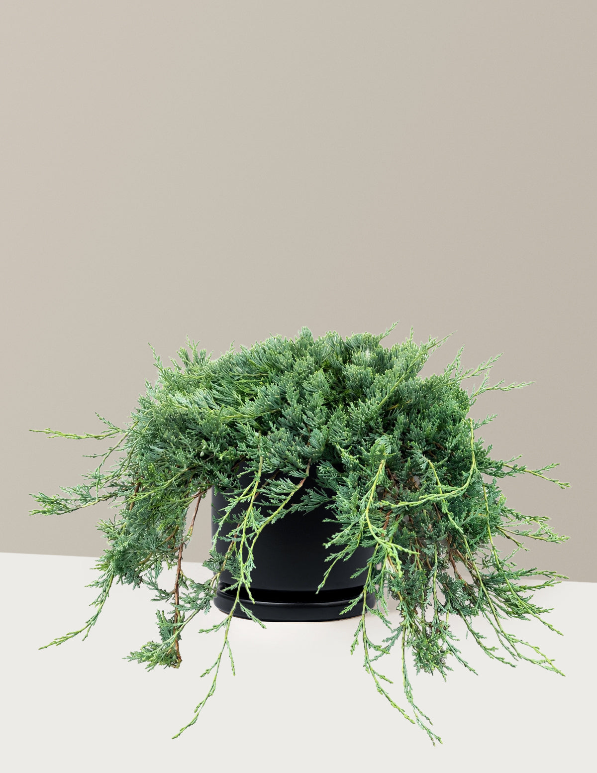 Bar Harbor Juniper