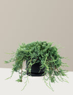 Bar Harbor Juniper