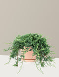 Bar Harbor Juniper