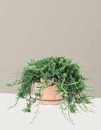 Bar Harbor Juniper