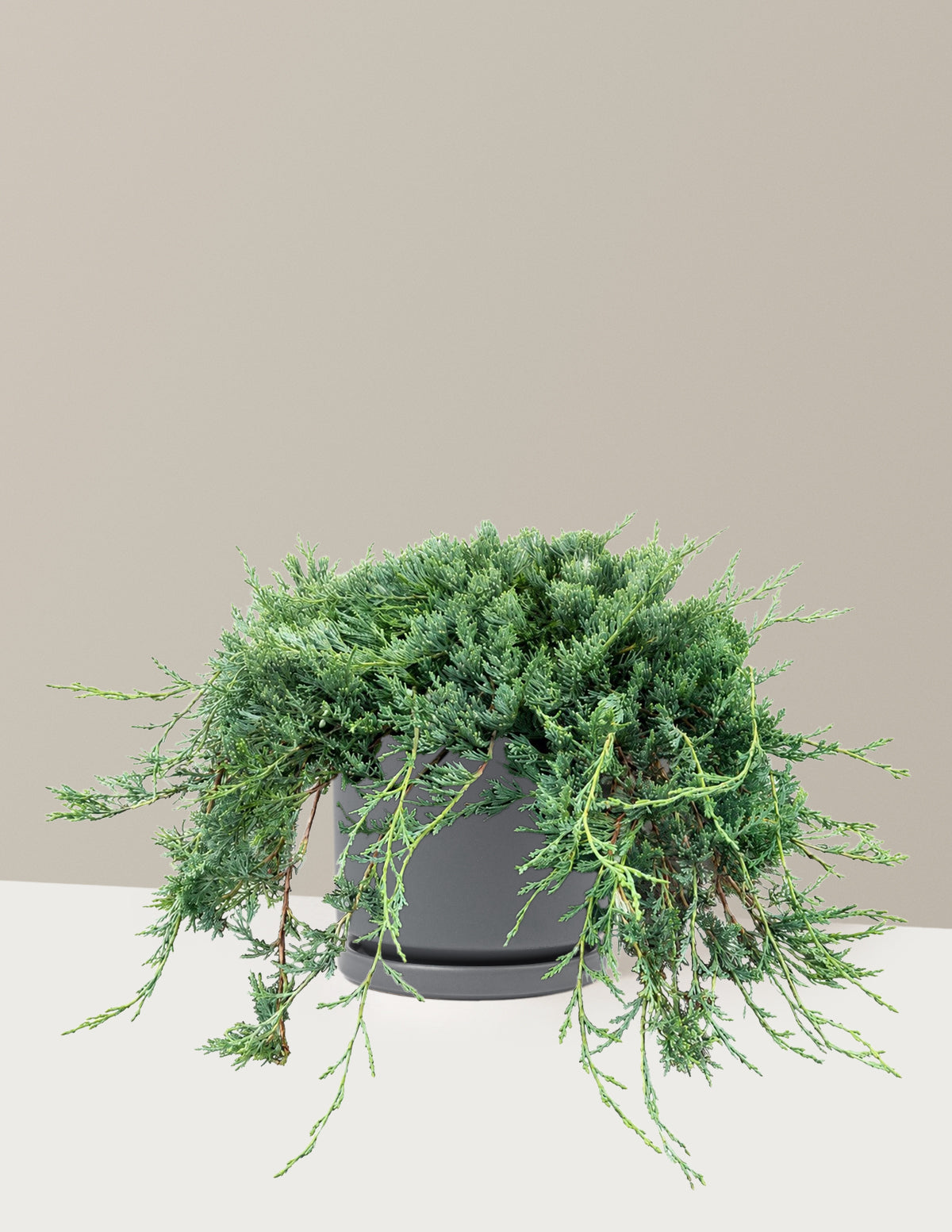 Bar Harbor Juniper