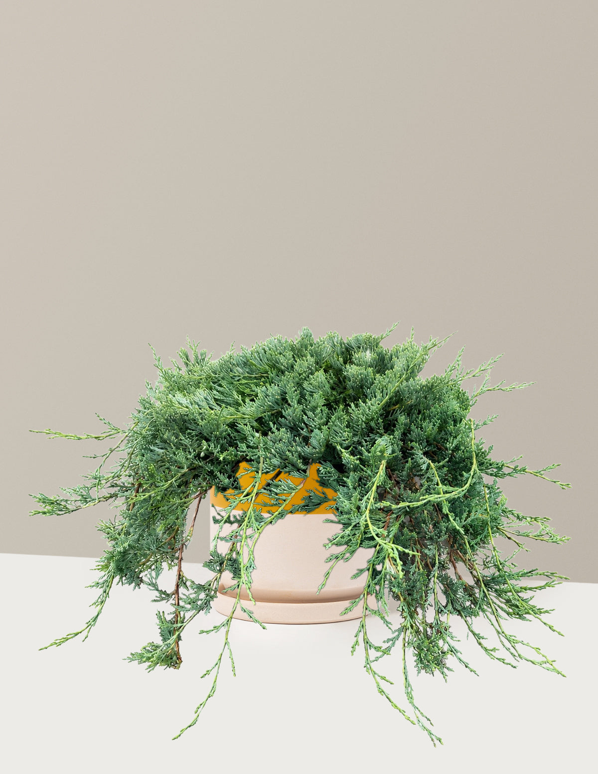 Bar Harbor Juniper
