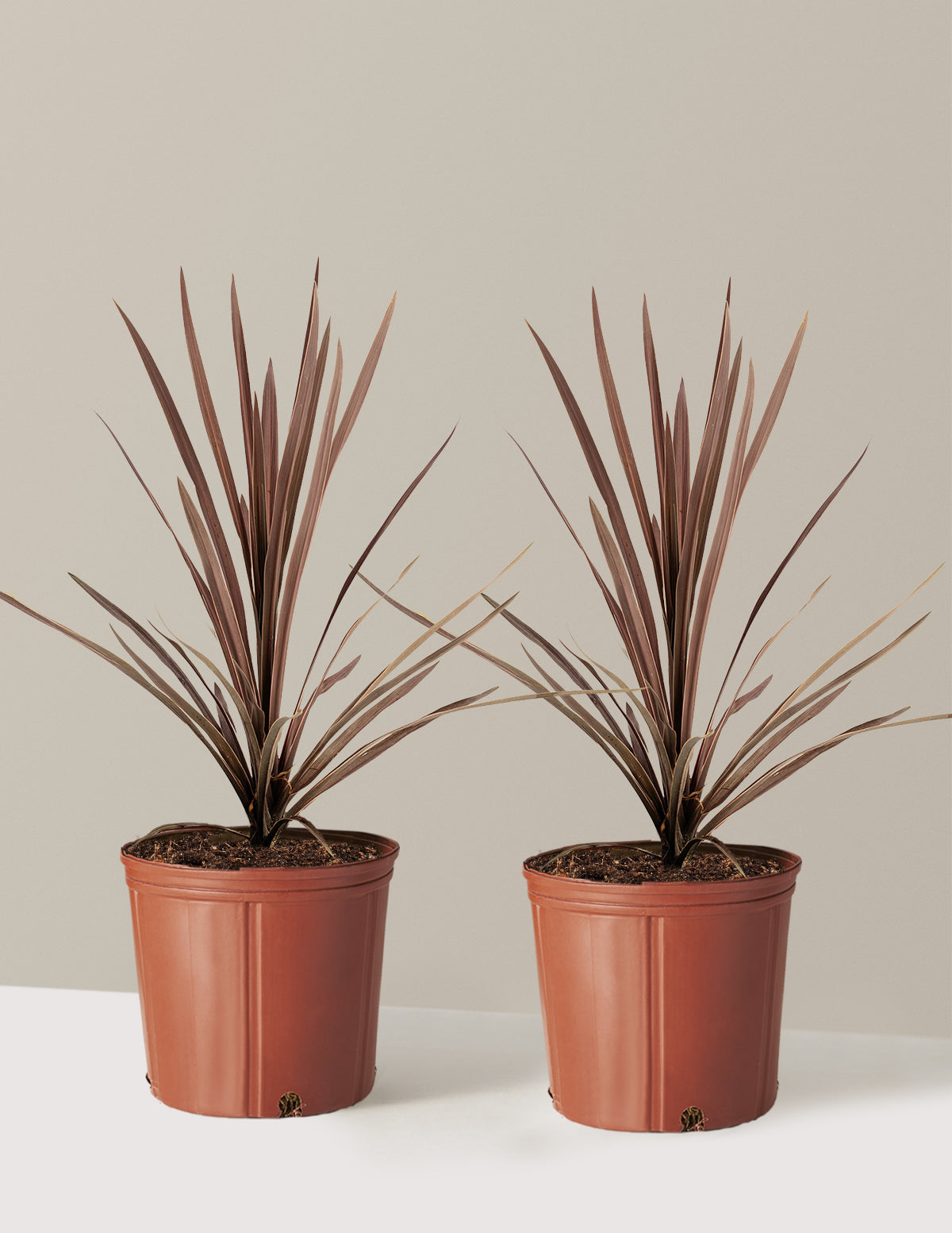 Bauer's Cordyline