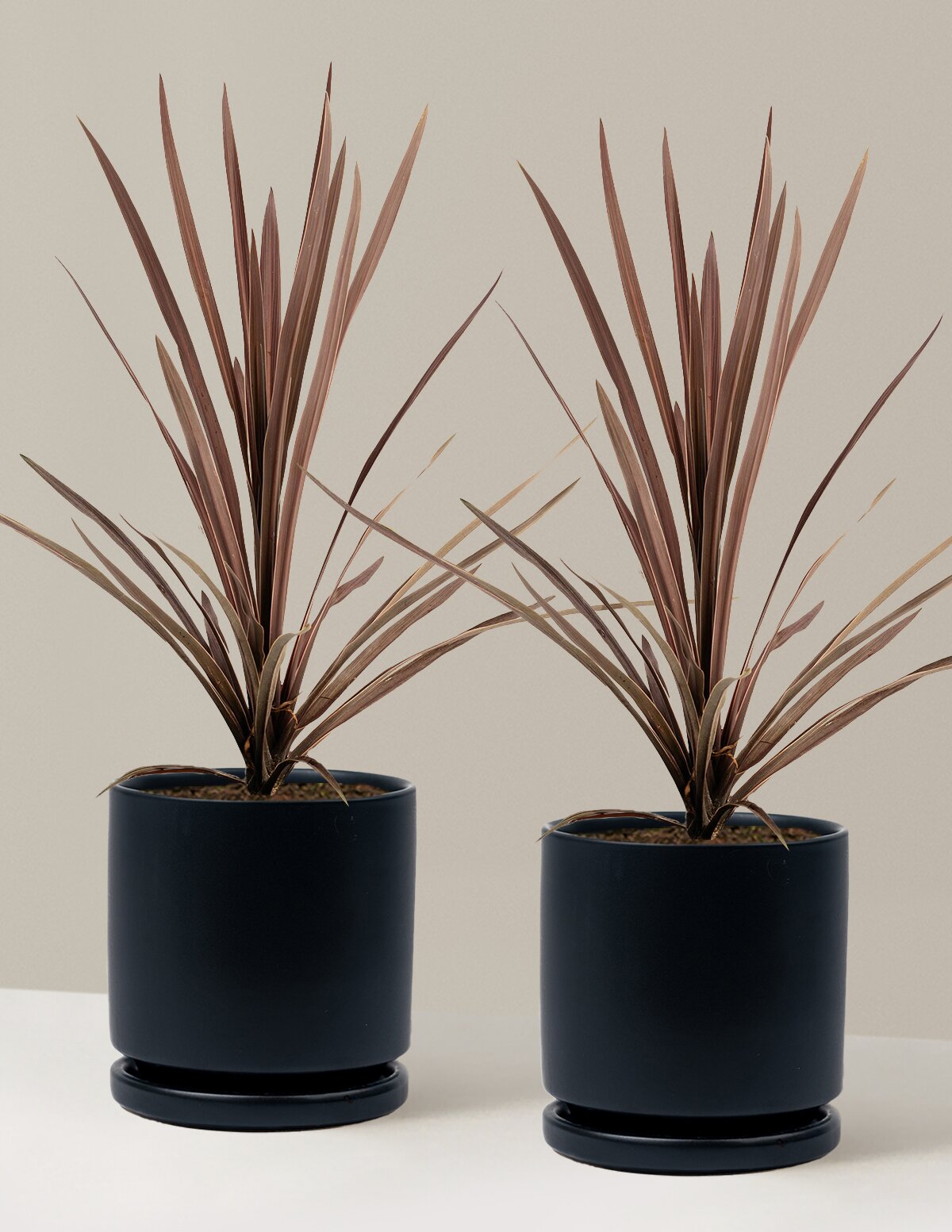 Bauer's Cordyline