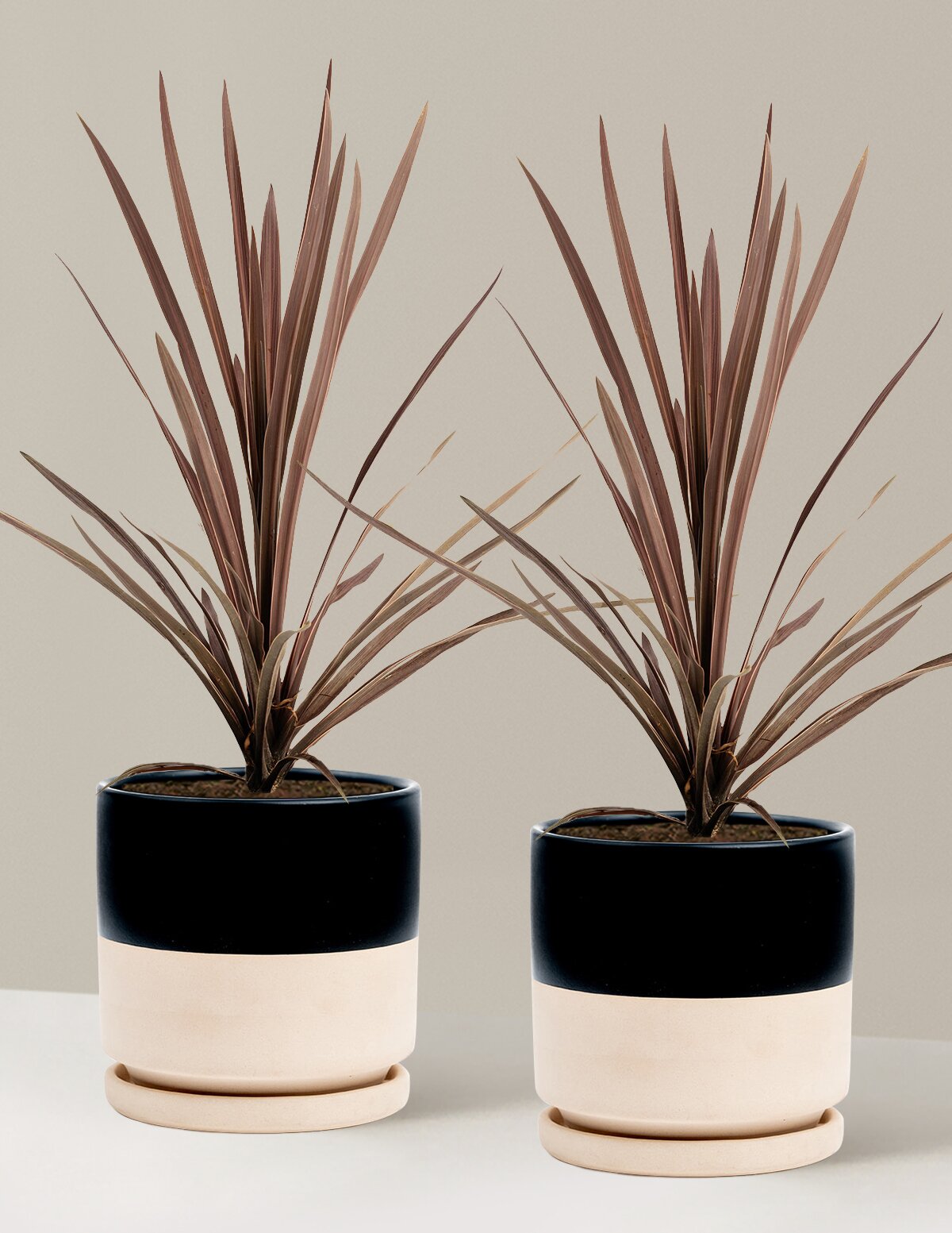 Bauer's Cordyline