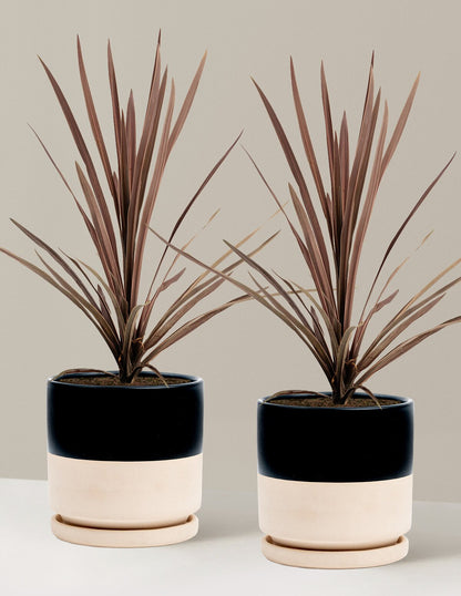 Bauer's Cordyline