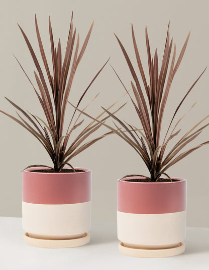Bauer's Cordyline