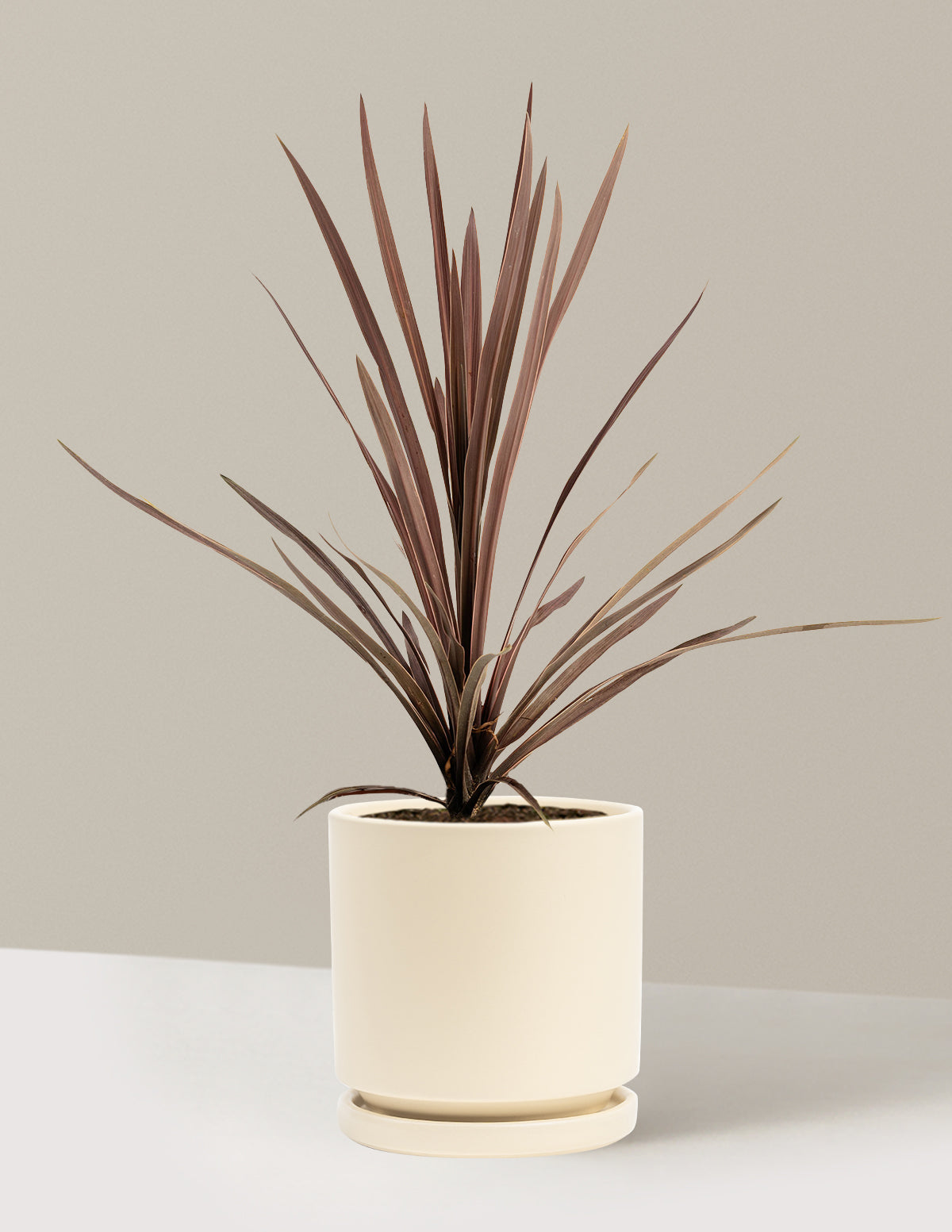 bauer's dracaena 10-Pack Bauer's Cordyline | 1 Gallon - 2-Pack