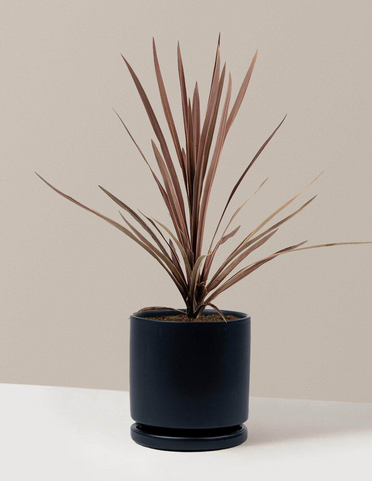 Bauer's Cordyline