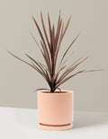 Bauer's Cordyline