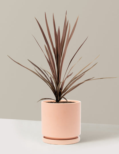 Bauer's Cordyline