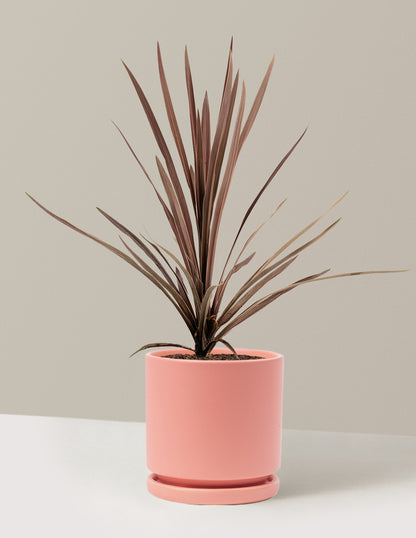 Bauer's Cordyline