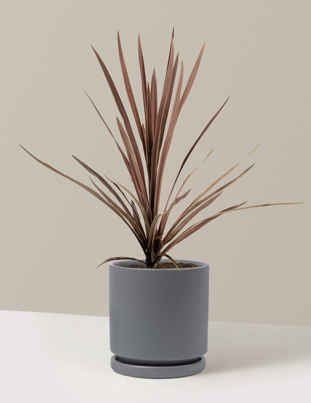 bundle | 1 Gallon - Single | Isabella | Granite