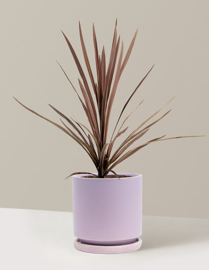 Bauer's Cordyline