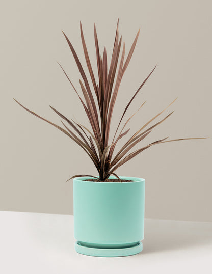 Bauer's Cordyline