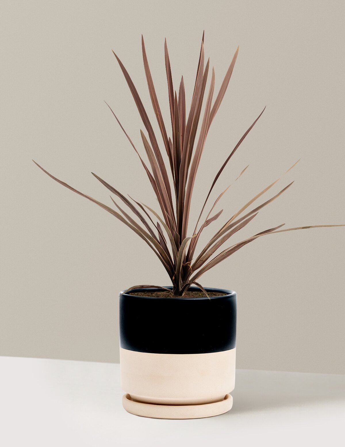Bauer's Cordyline