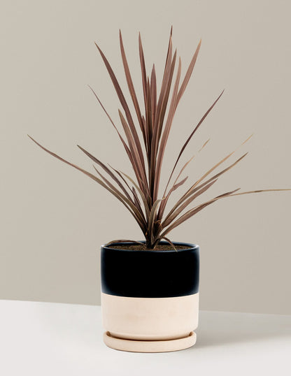 Bauer's Cordyline