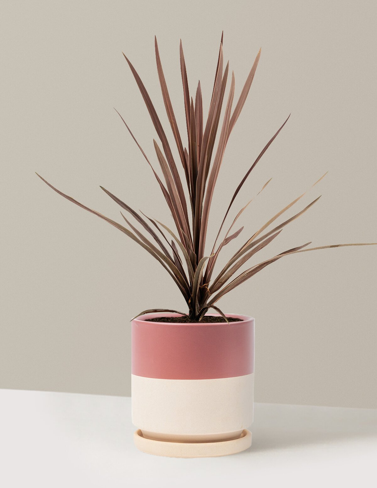 Bauer's Cordyline