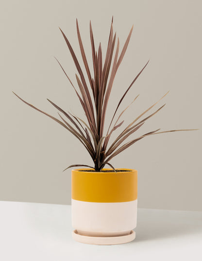 bauer's dracaena 10-Pack Bauer's Cordyline | 1 Gallon - 2-Pack