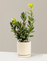 bundle | 1 Gallon | Isabella | Almond