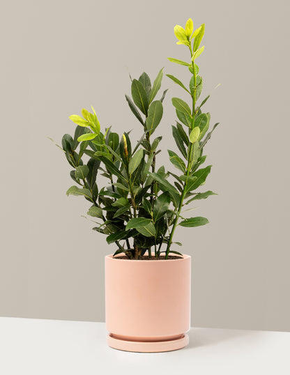 Bay Laurel