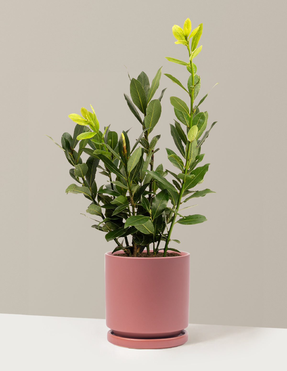 Bay Laurel