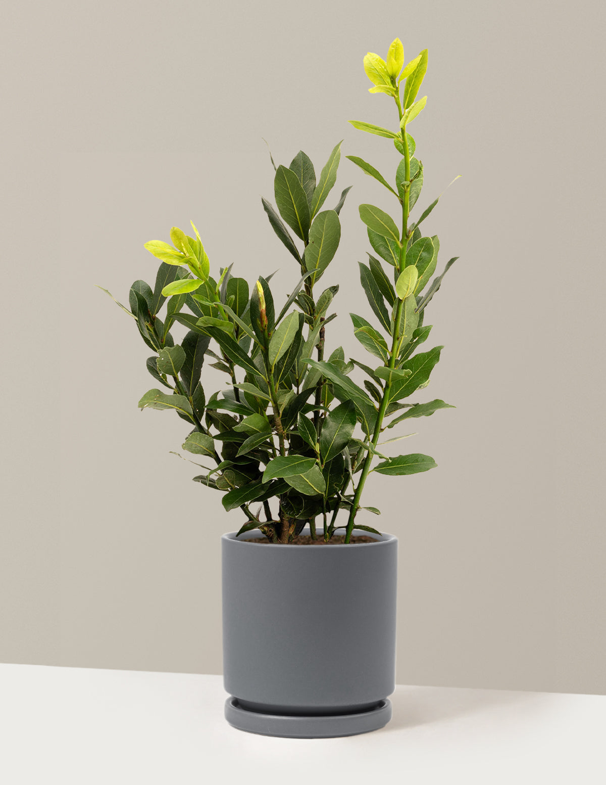 Bay Laurel