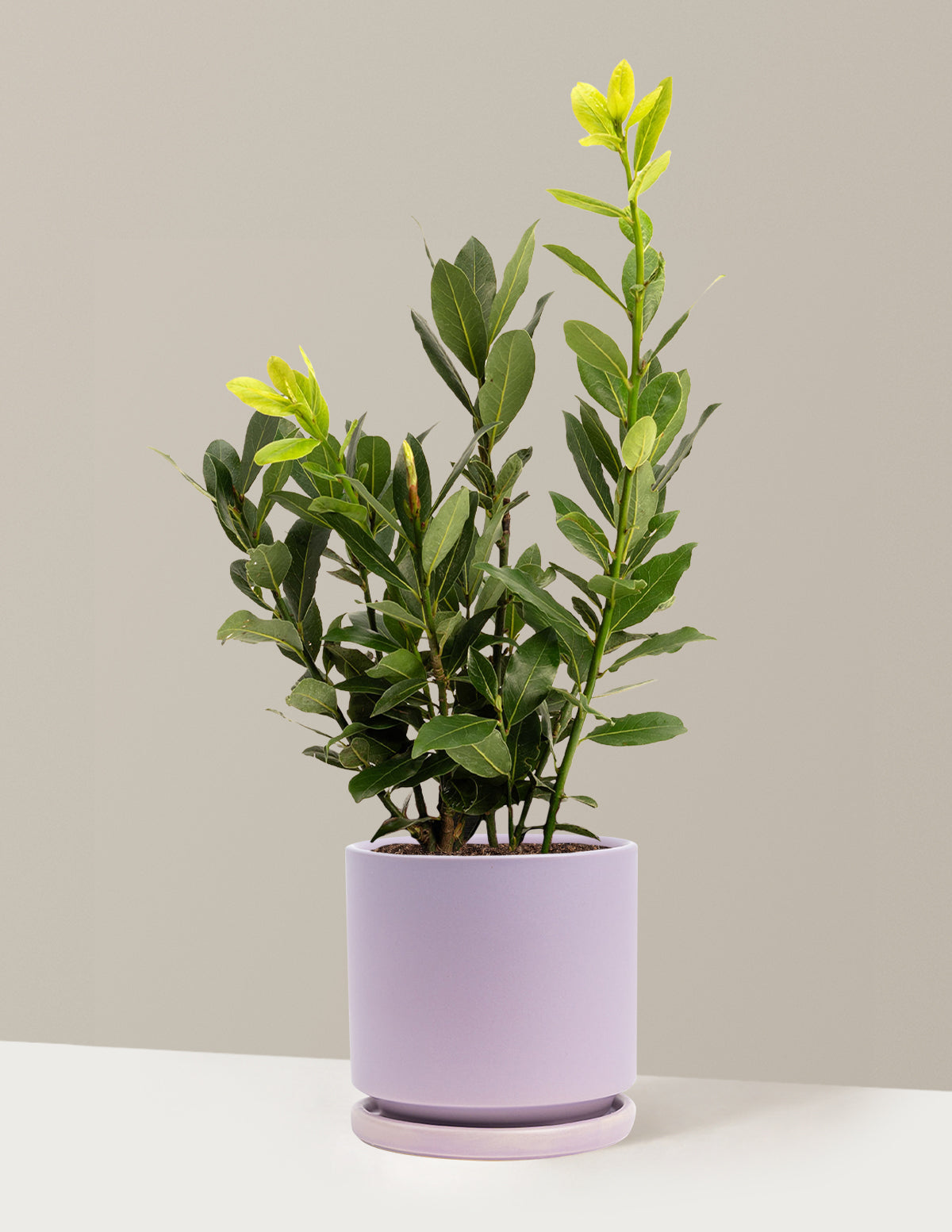 Bay Laurel