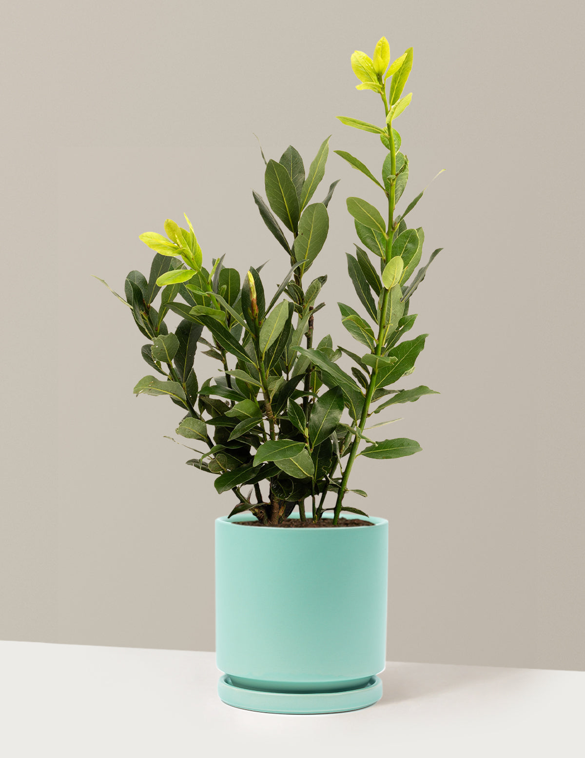 Bay Laurel