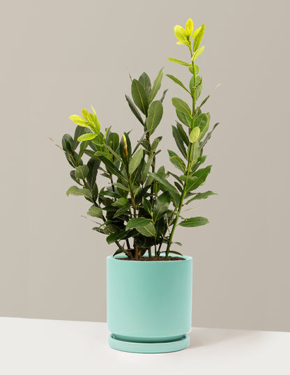 Bay Laurel