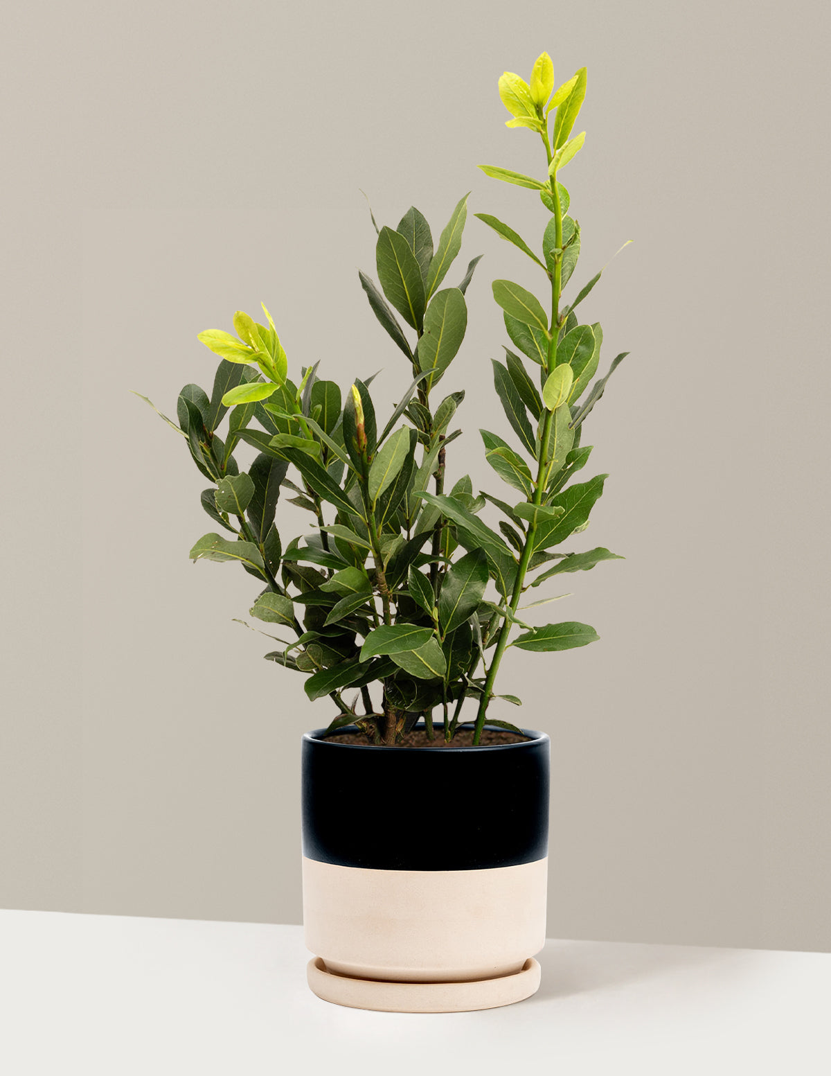 bundle | 1 Gallon | Isabella | Top Half Black