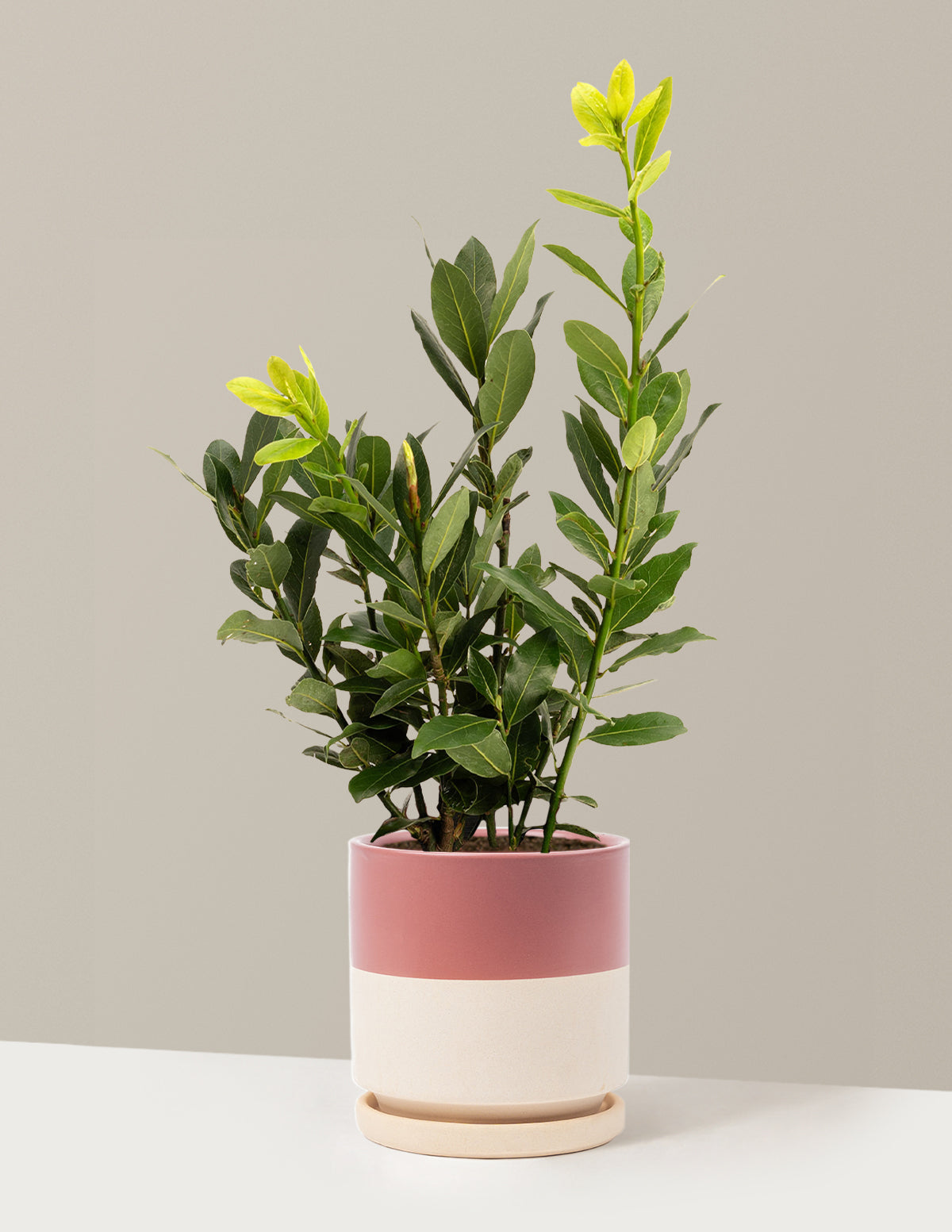 Bay Laurel