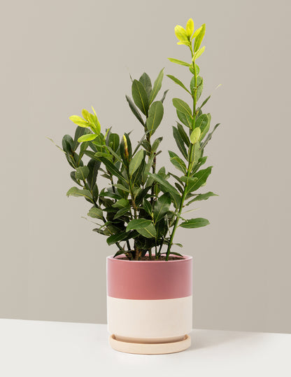 Bay Laurel