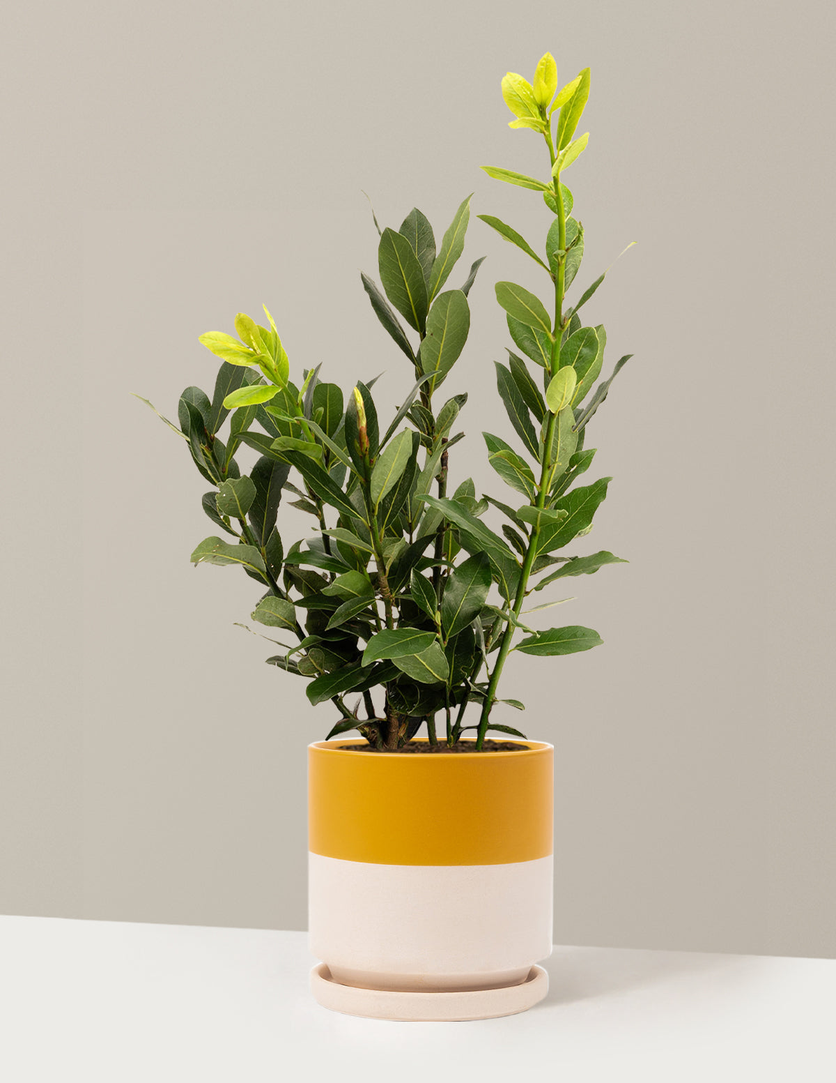 Bay Laurel