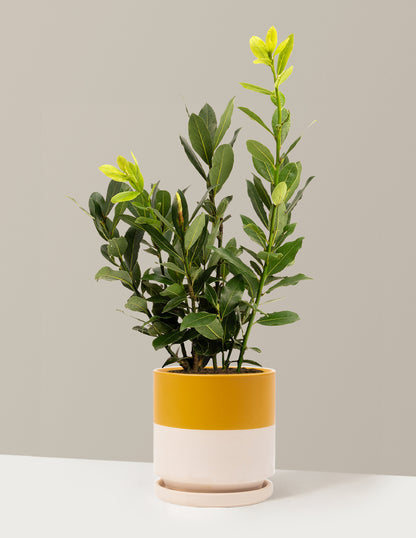 Bay Laurel