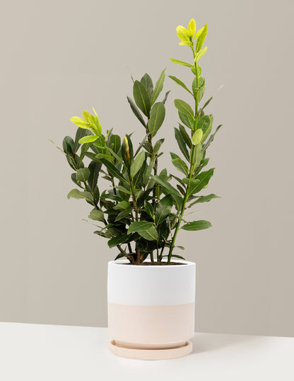 Bay Laurel