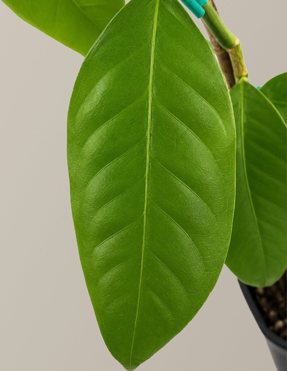 Bearss Lemon Tree