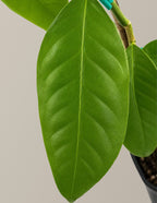 Bearss Lemon Tree