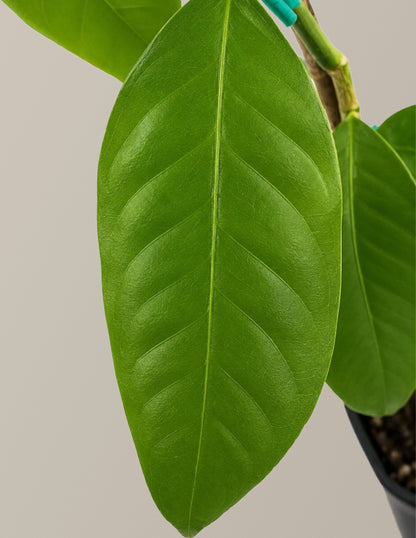 Bearss Lemon Tree