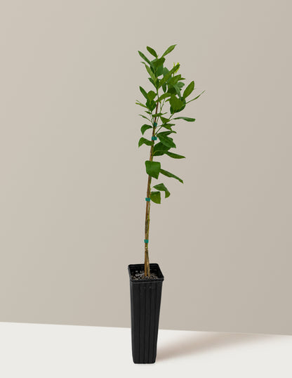 Bearss Lemon Tree