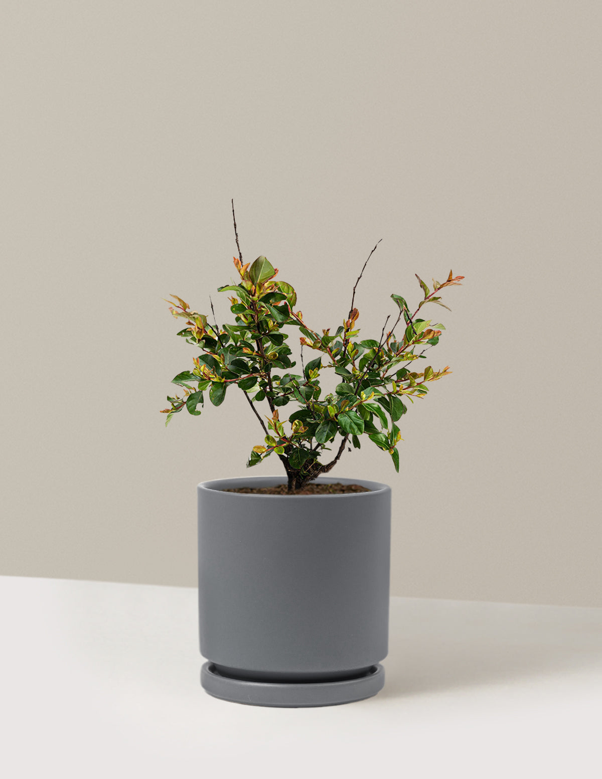 Bellini® Raspberry Crape Myrtle