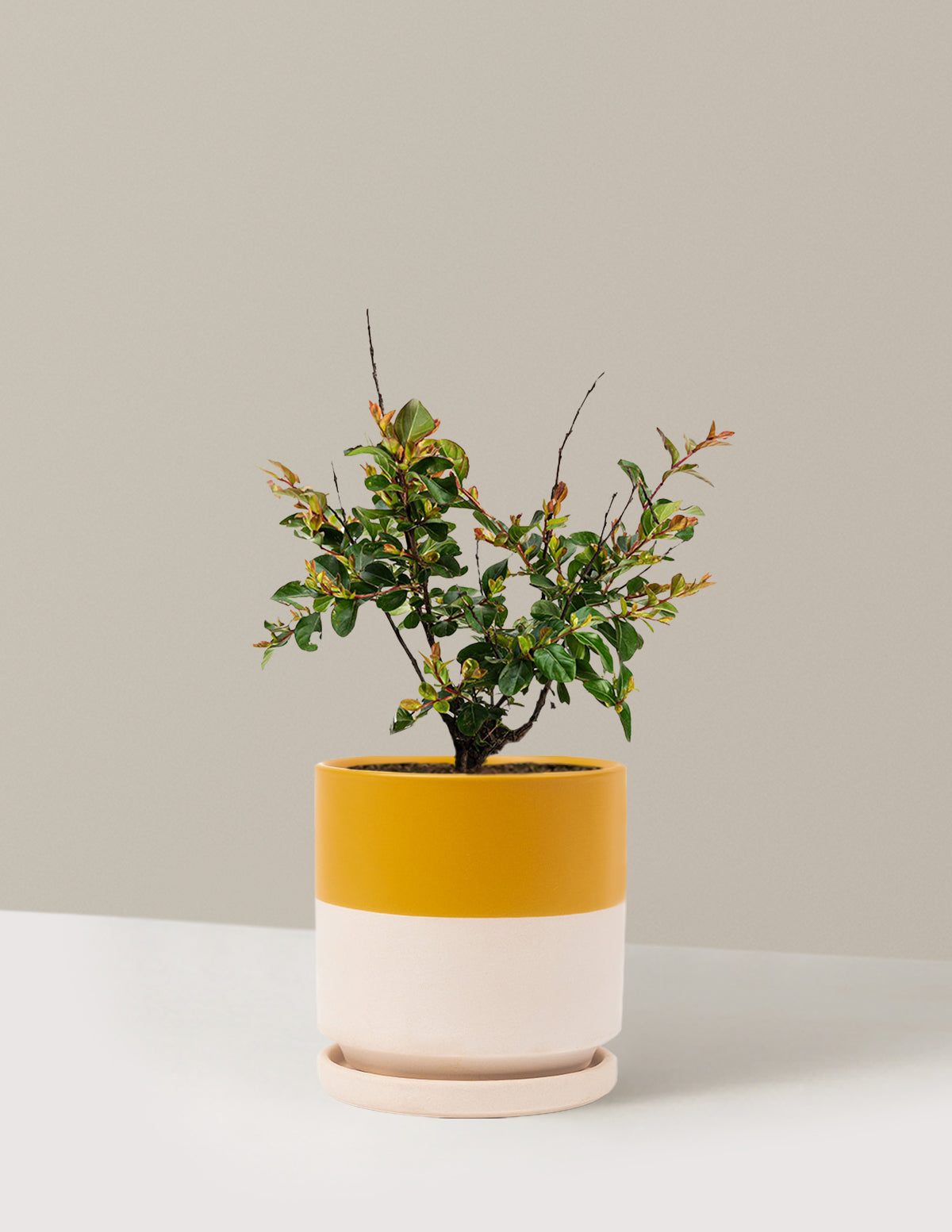 bundle | 1 Gallon | Isabella | Top Half Mustard