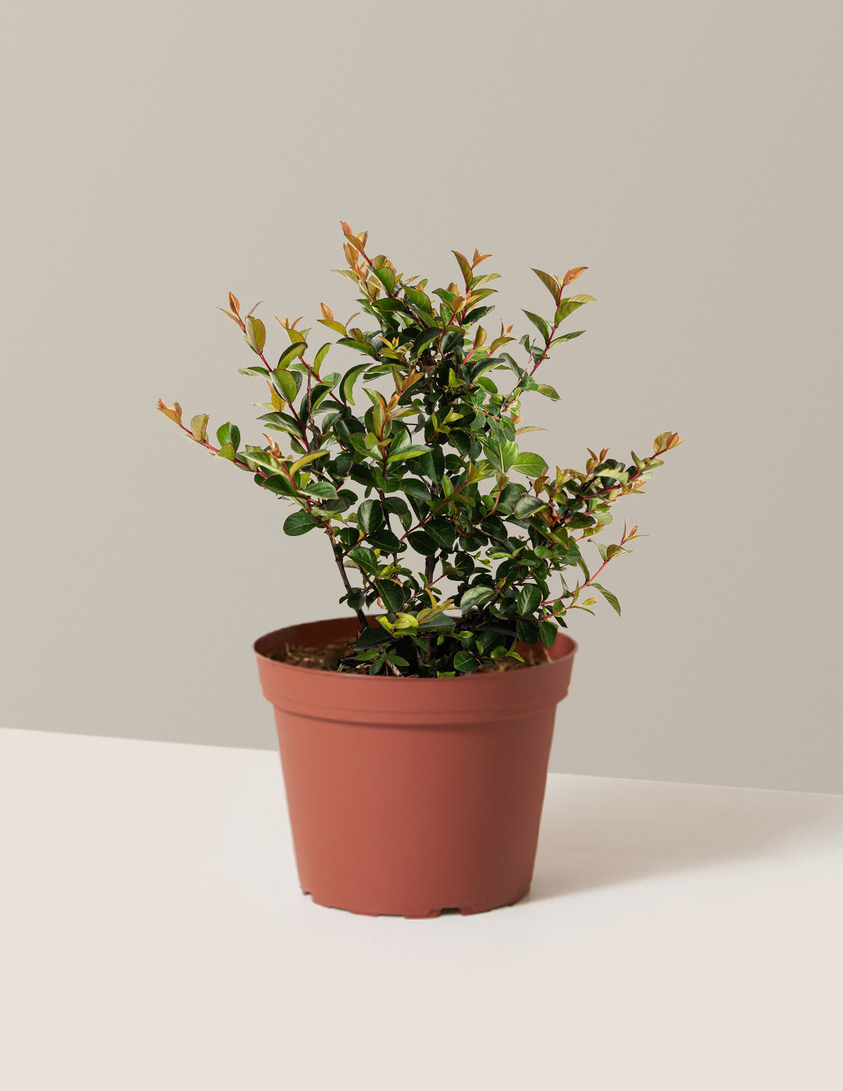 Bellini® Grape Crape Myrtle