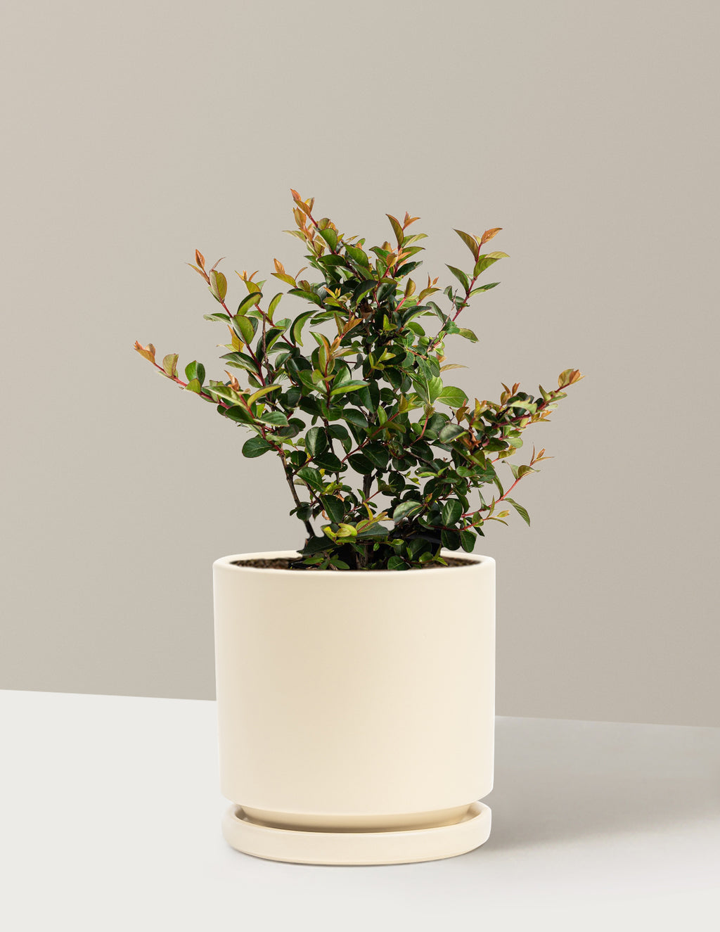 Bellini® Grape Crape Myrtle