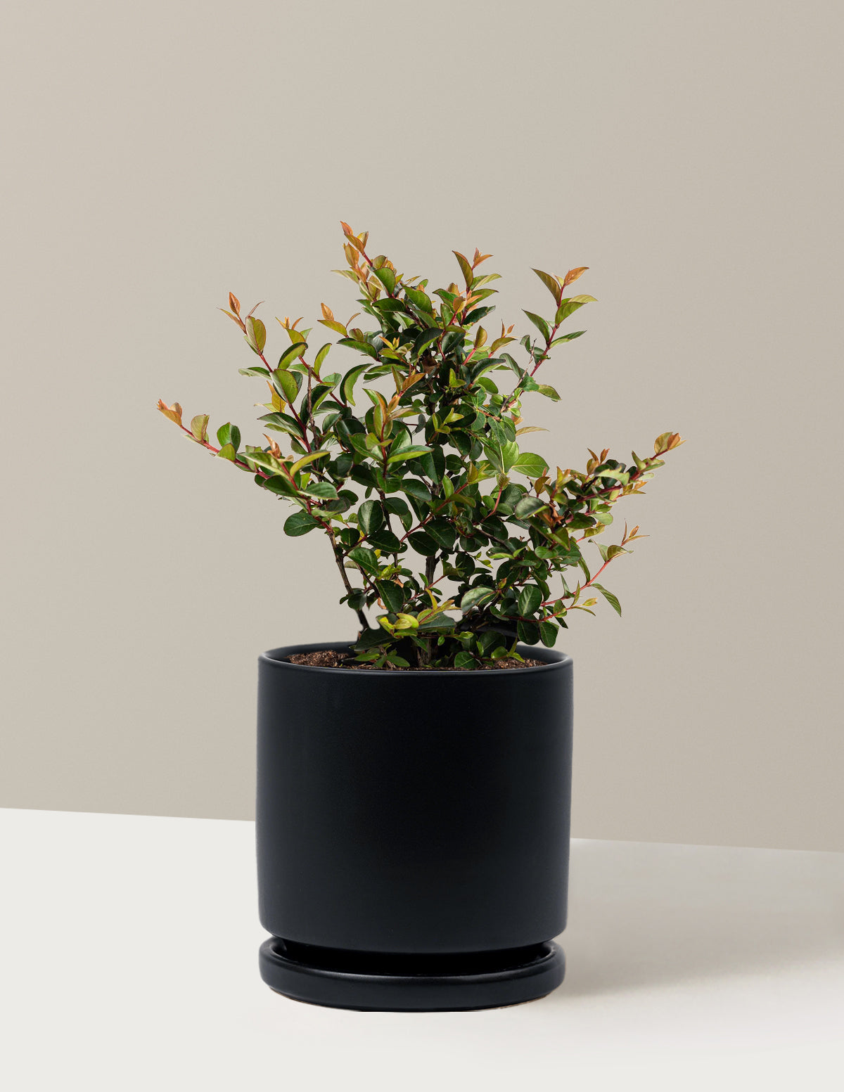 Bellini® Grape Crape Myrtle