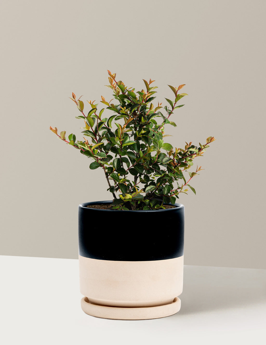 Bellini® Grape Crape Myrtle