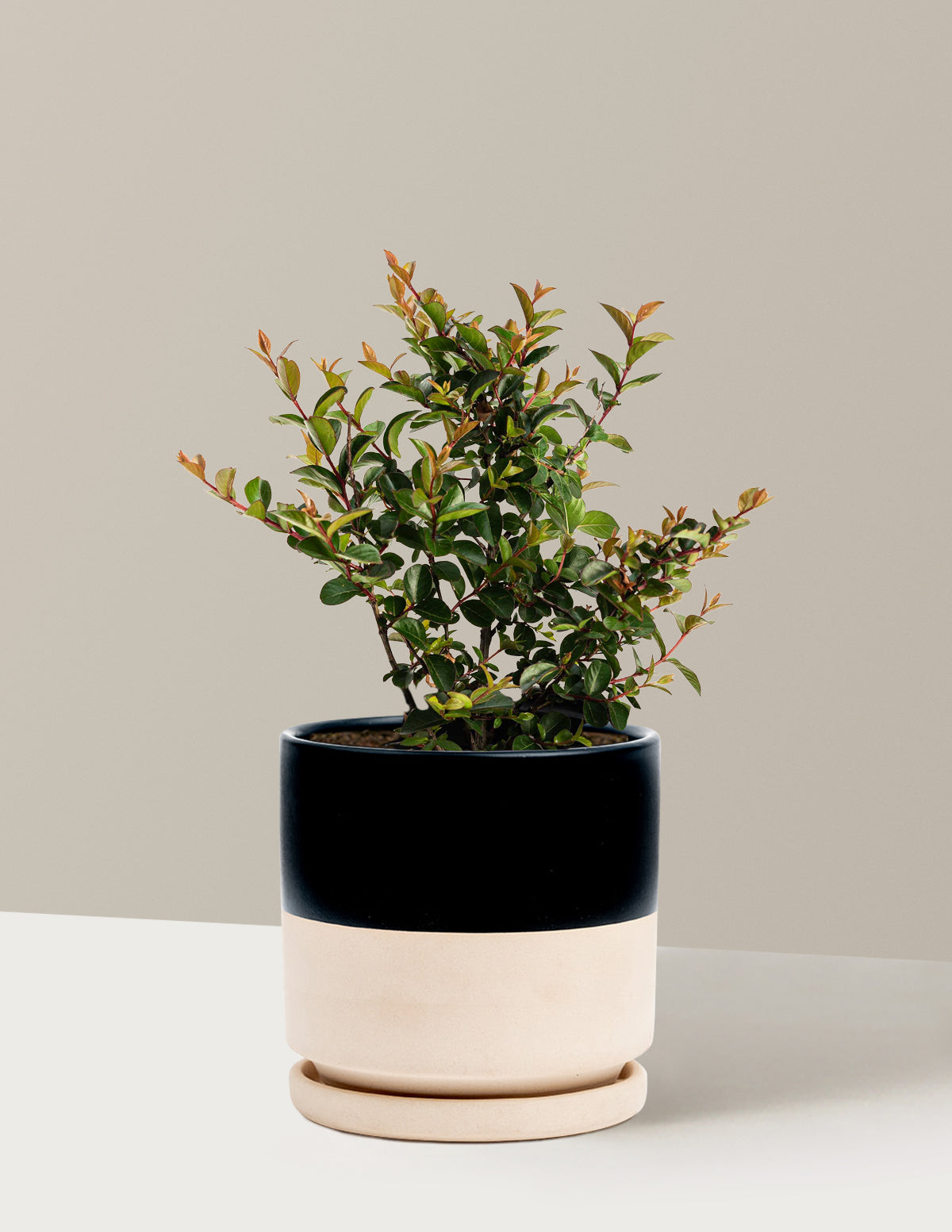 Bellini® Grape Crape Myrtle